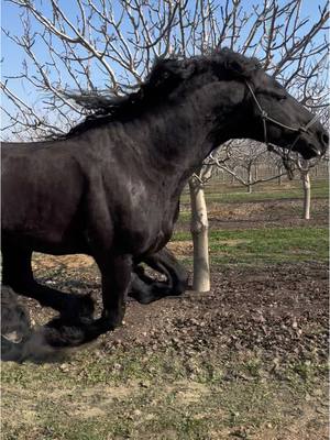 A post by @ranchocoronado1 on TikTok caption: #ranchocoronado1 #caballosbailadores #frisonescoronado #frisones #friesian #arre_brand 