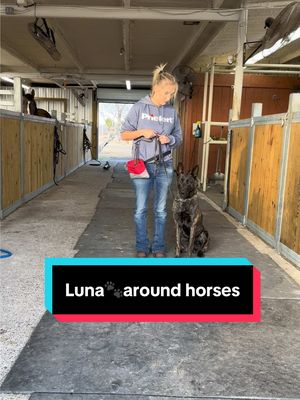 A post by @sissywinn on TikTok caption: Replying to @VikkiF🦄 She is the best I’ve ever had around the horses!! She’s very neutral and could care less about them different story about the cats😜😂.  #luna#dutchshepherd#protectiondog#workingdog