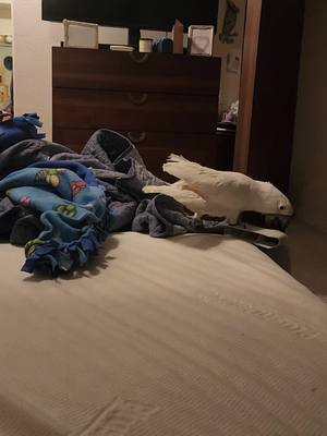 A post by @banditthecockatoo on TikTok caption: why he makes a tent #BanditTheCockatoo #parrotsoftiktok #talkingparrot #cockatoo #umbrellacockatoosoftiktok #umbrellacockatoo #talkingbird #parrot #attitude #personality #bird #birb ##birdsoftiktok #birbtiktok #birbturd #birbtok #birdsofinsta #cockatoosofinstagram #parrotsofinstagram #tiktokfamous #tent #animalbehavior #animalpsychology #intelligent #intelligence #nesting #nestingbehavior 