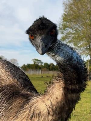 A post by @knucklebumpfarms on TikTok caption: Emmanuel did it. #farmlife #emmanueltheemu #emmanueltoddlopez 