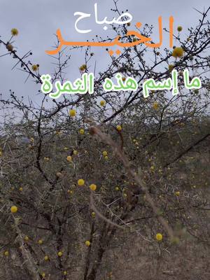 A post by @essa_aiashy on TikTok caption: ما إسم ثمرة شجرة السلام 