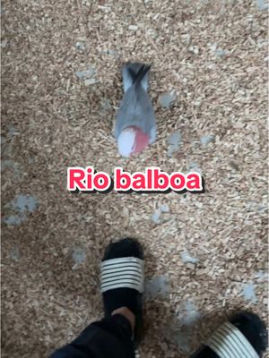 A post by @larche_de_francois on TikTok caption: Rio balboa ❤️😡🤣#perroquet 