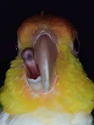 A post by @daileylifethings on TikTok caption: #caique #happycaique #cuddlebuddy #caiquesoftiktok #groendijcaique #tongue 