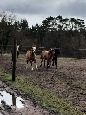 A post by @_sonnenpferdchen_ on TikTok caption: Mein Hübscher Bub🤩 und so plüschig🙈 #horseowner #pferdebesitzer #yearling #pferd #foal #colt #painthorse 