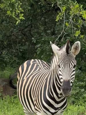 A post by @robertirwin on TikTok caption: Happy World Zebra day from me and my mates here! 