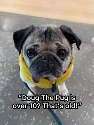 A post by @dougthepug on TikTok caption: Gonna send this video to anyone who makes rude comments about Doug’s age or his cute white hairs 😁