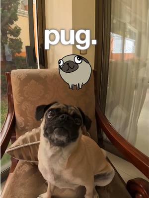 A post by @itspugbertha on TikTok caption: Replying to @Carlos_cr aveces Yoda, aveces frenchie, pero siempre pug 😅🐾🐶 #itspugbertha #dogs #pugs #perros #pets #humor 