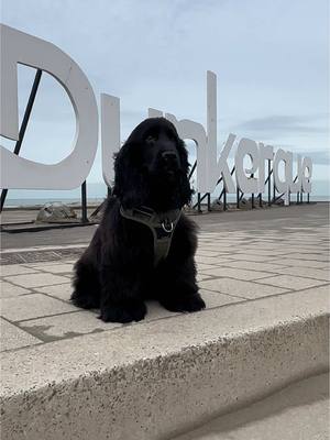 A post by @clemklg on TikTok caption: Il était trop heureux mon petit cœur #cockerspaniel #puppylove #plage 