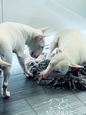 A post by @minibull_nataliia on TikTok caption: #minibull #kennel #bullterrier 