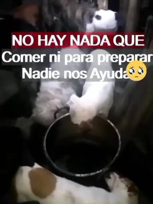 A post by @huellitasporelmundo on TikTok caption: Ayudas en pay pal 🙏😞💔🆘🆘🆘🆘#Excallejeros #NOALMALTRAANIMAL #huellitasporelmundo #creatorsearchinsights #ayudame #fvpシ #perritostiktok 