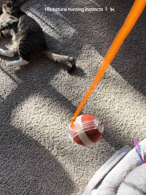 A post by @thebriidgestudio_ on TikTok caption: I got this rolling ball for my cat, and he’s OBSESSED 😭💀 It moves on its own, the tail wiggles, and he’s been attacking it for like an hour straight. 10/10 entertainment. 