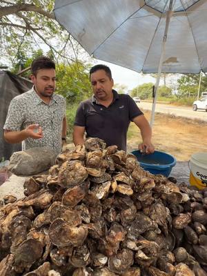 A post by @alexserrano.1 on TikTok caption: Probando cosas nuevas en México 🇲🇽 Ostiones de placer en Nayarit 🦪