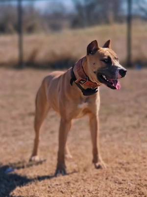 A post by @cannon_bulldogs on TikTok caption: Miss Malta 🤌🏾#alaunt #bandog #workingdog #showdog 