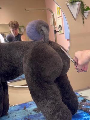 A post by @dogsbylogan on TikTok caption: All my poodles haircuts 🍑 #poodle #dogsbylogan #doggrooming #dogs