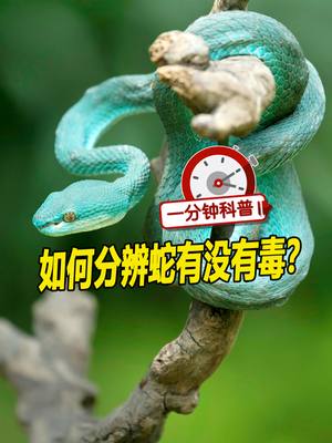 A post by @orientaldailymalaysia on TikTok caption: 如何分辨蛇有没有毒？【一分钟科普】来告诉大家。How to identify venomous snakes.