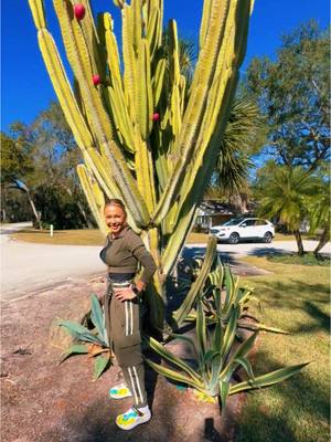 A post by @violetastaykova0 on TikTok caption: #cactus 🌵 #айде #smile #igrinavoliata #igrinavoliata5 #igrinavoliata2023 #игринаволята #игринаволята5 #игринаволята2023 #сезон5 #igrinavolqta #igrinavolqta5 #reality #Bulgaria #Виолета #Violeta 