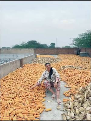 A post by @sabzkhanofficial on TikTok caption: Drying sweetcorn on the chaat of the village house 🏠 mashalalh it's another level of hard work that farmers do to earn a living not like our 9-5pm jobs #sabeenakhan #sabeena #tabu #sabzkhan #familycontentontiktok #maasadkeykarke 