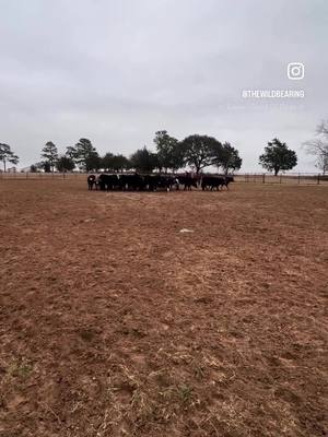 A post by @thewildbearing on TikTok caption: Incredible watching these boarder collies work! #ranching #cattle #boardercollie 