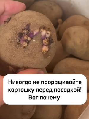 A post by @gardenveronicas on TikTok caption: Никогда не проращивайте картошку перед посадкой! Вот почему  #огород #рецепты #лайфхаки #рек 