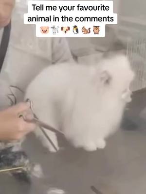 A post by @cutiesanimalssss on TikTok caption: Quel est ton animal préféré pendant la vidéo ? 🦦🐧🐿️ #foryou #fyp #xzycba #animalsoftiktok  #cutiesanimals #cutiesanimalstiktok 