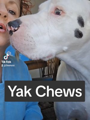 A post by @3sunzzz on TikTok caption: Not a repost, TT glitched 🤘Happy puppy! 😊🐩 #yakchew #devildogpetco #himalayanyakchew #doganxiety #dogchew #tiktokshopcreatorpicks #productreview 