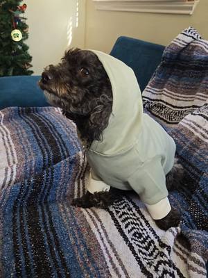 A post by @kenjahb on TikTok caption: It's been pretty chilly here in the H 🤘🏾 lately, so I wanted to make a hoodie for my fur baby, Seymour 🪡🐶.  #learntosew #howtosew #sewalong #sewingtutorial #doghoodie #dogclothes #sewdogclothes #maltipoo #hillmantok 