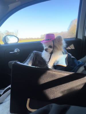 A post by @diekuschelpuschels on TikTok caption: 🤠 #foryou #foryoupage❤️❤️ #goviralgo #zwergspitz #pomeranian #goviralgoviralgo #cowgirl @Beyoncé 