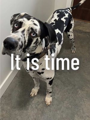 A post by @roccothegreatdane on TikTok caption: #roccothegreatdane #harlequingreatdane #greatdane #dogsoftiktok #dogvlog #cute #adorable #blueeyes #bigdog #dogmom #mamasboy #spoiled #funny #funnydog #doghumor