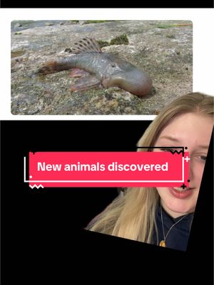 A post by @1800titties on TikTok caption: New animals discovered in Peru !!#science #stem #oceanlife #marinebiology #funfact #goodnews #