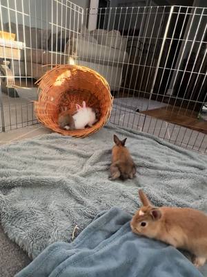 A post by @kaity.belle on TikTok caption: so much cuteness #fyp #bunnies #babyanimals 