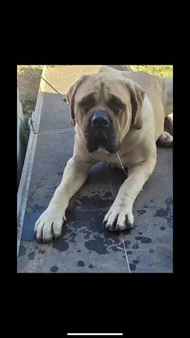 A post by @the_service_fish on TikTok caption: Everyone welcome my big boy Tarzan. I’m excited to do big things with this big boy! #englishmastiff #tarzan 