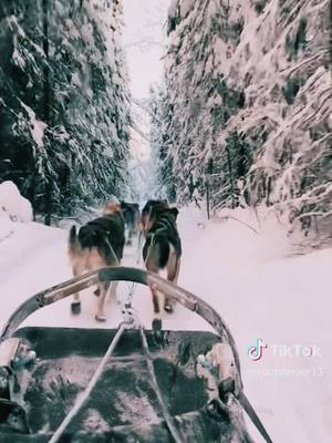 A post by @keithshuskies on TikTok caption: National Sled Dog Day #huskies #huskiesoftiktok #huskylife #snowdogs #snowdog #husky #dog #dogs #siberianhuskies #huskytalk #DogTraining #siberianhusky #huskydramaqueen #siberianhuskiesoftiktok 