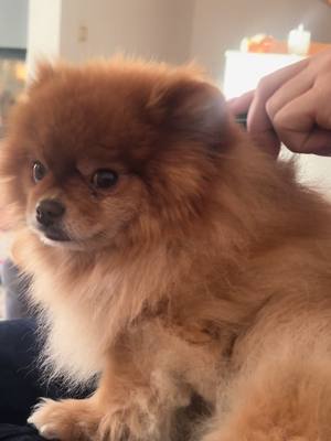 A post by @diekuschelpuschels on TikTok caption: Wenn Dein Hund unter Strom steht 😅 #foryou #foryoupage❤️❤️ #goviralgo #zwergspitz #pomeranian #goviralgoviralgo 