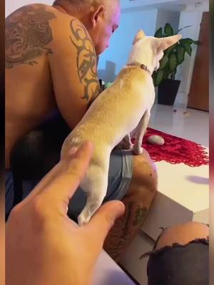 A post by @fan.niki8 on TikTok caption: Quickly quickly Quicky #pet #dog #PetsOfTikTok #dogsoftiktok #chihuahua #fyp 