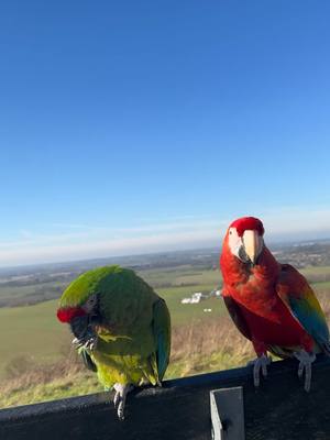 A post by @shelbythemacaw on TikTok caption: Name something more beautiful … I’ll wait. #animallove #viral #fyp #parrot #birds #parrothusbandry #shelbythemacaw #theaviary #freeflight 