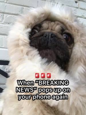 A post by @dougthepug on TikTok caption: Comment some GOOD NEWS that’s happened to you below ♥️ #breakingnews #dogsoftiktok 