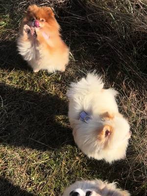 A post by @diekuschelpuschels on TikTok caption: Vergiss das bitte niemals 🥹 #foryou #foryoupage❤️ #foryoupage❤️ #zwergspitz #pomeranian #chihuahua 