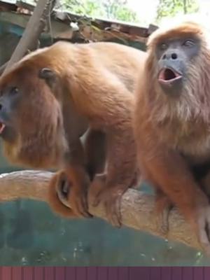 A post by @doctornos on TikTok caption: Terrifying monkey sounds #STEMTok #teachtok #learnontok 