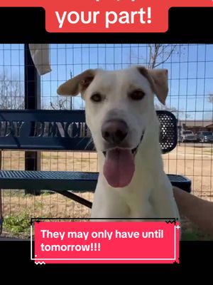 A post by @rescuedogarmy on TikTok caption: We can do this!! #fyp #rescuedogarmy #rescuedogarmystrong #rescuedogarmy❤️ #houstonwehaveaproblem #texasdog #thisishouston #houstondogs #ASMT #houstonwegotaproblem 