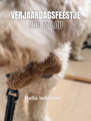 A post by @sarah_bossuwe on TikTok caption: Happy B-day Milou!🐶💖 Wanneer is jouw hondje jarig?🥳 #Verjaardag #Party #Dog #Family #minivlog 