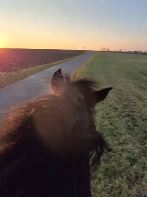 A post by @_cloe.jawurek on TikTok caption: it's time to use this amazing music @Dotan #dream #rider #work #horse #funny 