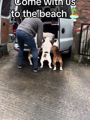 A post by @martakellett on TikTok caption: Beach day with 4 bulldogs 🏝️#bulldogs #englishbulldog #lovemydog #dogsoftiktok #britishbulldog #pet #dog #walks 