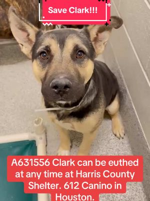 A post by @rescuedogarmy on TikTok caption: Who can foster or adopt Clark?! #fyp #rescuedogarmy #rescuedogarmystrong #rescuedogarmy❤️ #houstonwehaveaproblem #texasdog #thisishouston #houstondogs #ASMT #houstonwegotaproblem #rescuedog #texasdogs #fosteringsaveslives #rescuedogs #houston #thisistexas #houston 