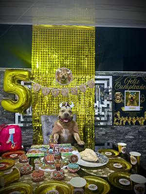 A post by @vikingo606 on TikTok caption: Mi cumpleaños número 5, muchas gracias a todos los que estuvieron presentes en nuestro live y las personas que compartieron con nosotros, gracias por apoyarnos tanto la pasamos muy bien, gracias a @Nutribarf por nuestro pastel de cumple y nuestra decoración, los mejores  🐾 🎂 #vikingo606 #cumpleañosperruno 