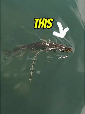 A post by @dkamfishing on TikTok caption: I captured my Chinese spy 😂😂😂 #fishing #fishtok #foryou #fyp 