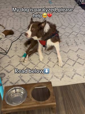 A post by @kendracoleeex on TikTok caption: Chance needs surgery ASAP so he can walk again, but I cannot afford it without help. He cannot get up without a help me up harness or sling, and for most of the day he just sadly stares into space. I try to keep him busy with bones and chews, but he quickly looses interest. I know he is depressed. I mean who wouldn’t be if you couldn’t get up? 😞 I am in $4,000 debt from his recent MRI and there is no way I can afford a $8,000 - $15,000 surgery alone without putting my daughter and I’s life in crisis. Please donate if you can or make a purchase from our online store. Sharing and interacting with our posts also helps so much. Thank you everyone for your support it does not go unnoticed ❤️