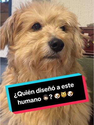 A post by @somosfamiliapeluda on TikTok caption: ¿Quién diseñó a este humano 🧔🏻? 🐶😼🐶                          #gatos #perros #mascotas #comedia #humor #comediahumor 