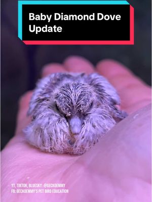 A post by @geckoemmy on TikTok caption: It's literally ridiculous how fast this baby diamond dove is growing #diamonddove #petbirds #aviarybirds