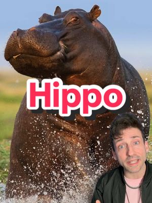 A post by @oddanny on TikTok caption: Nobody wants smoke with a Hippo 👀 #hippopotamus 