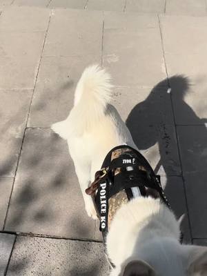 A post by @innerpets on TikTok caption: #comedia #husky 